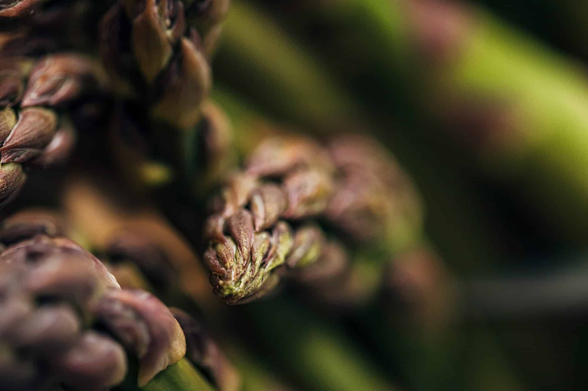 Seb_Chebassier_Quillier-asperges-landes